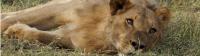 Beautiful lioness enjoying the cool grass in Chobe National Park |  <i>Ashley Hewson</i>