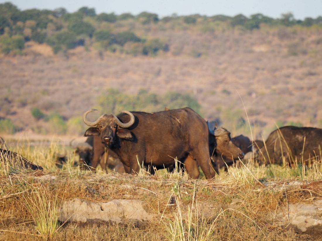 The banks of the Chobe River teem with wildlife |  <i>Rachel Imber</i>