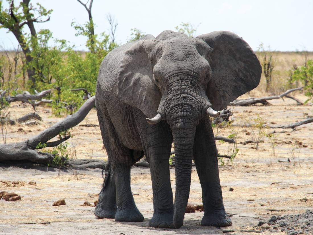 Waterhole's draw large herds of elephant close to camp |  <i>Kylie Turner</i>