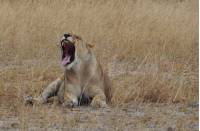 It's been a hard day, Kazuma Forest Reserve |  <i>Kylie Turner</i>