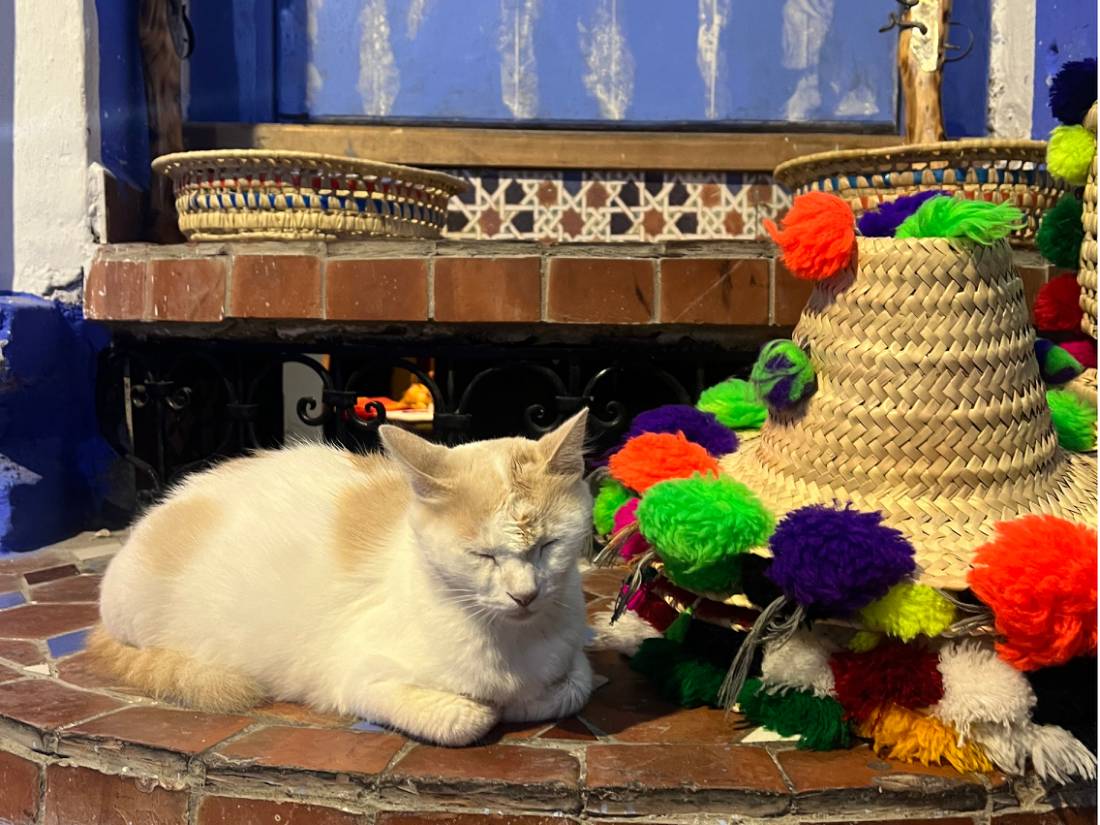 Cats of Chefchaouen |  <i>Jac Lofts</i>
