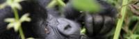 Beautiful gorilla in Rwanda |  <i>Ian Williams</i>