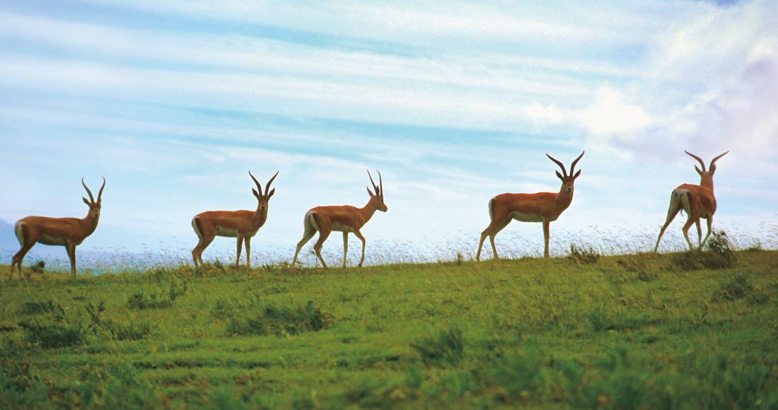Graceful gazelles brighten each day while on safari in southern Africa. | <i>Karibu</i>