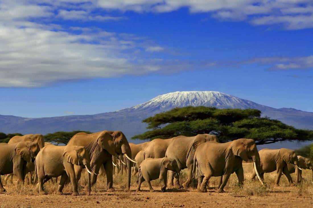 Spot incredible African wildlife on a game viewing safari