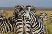 A place to rest your head |  <i>Ian Williams</i>