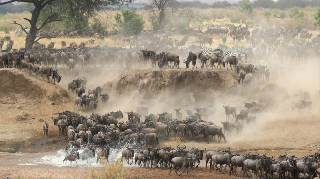Wildebeest dash across the river during migration | <i>Kyle Super</i>