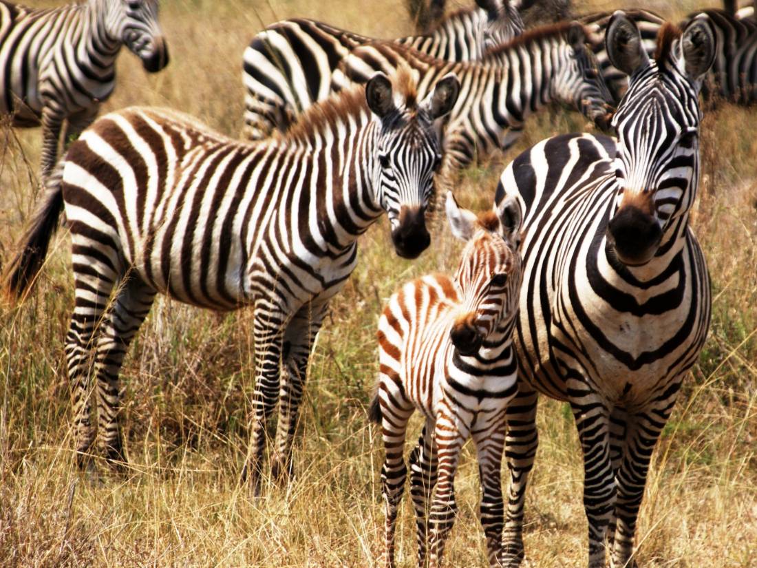 Young Zebra, Serengeti, Tanzania |  <i>Gesine Cheung </i>