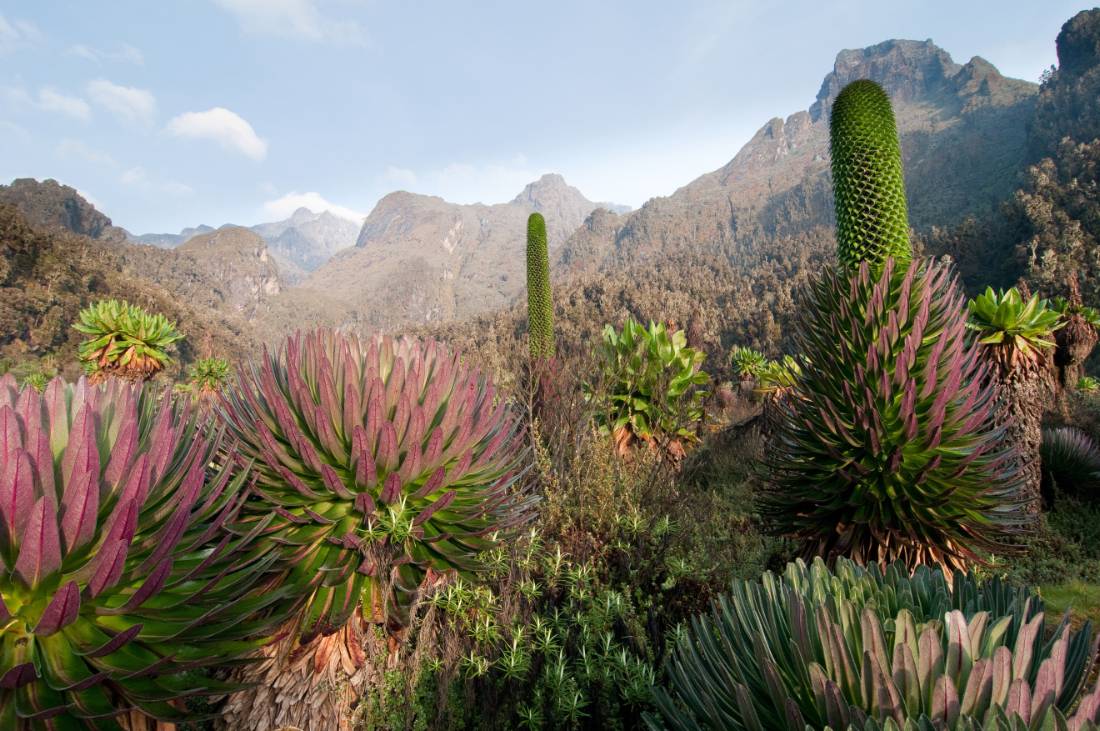 Giant Groundsels and Lobelia Giants in Uganda's Rwenzori Mountains |  <i>Juniors Bildarchiv GmbH</i>