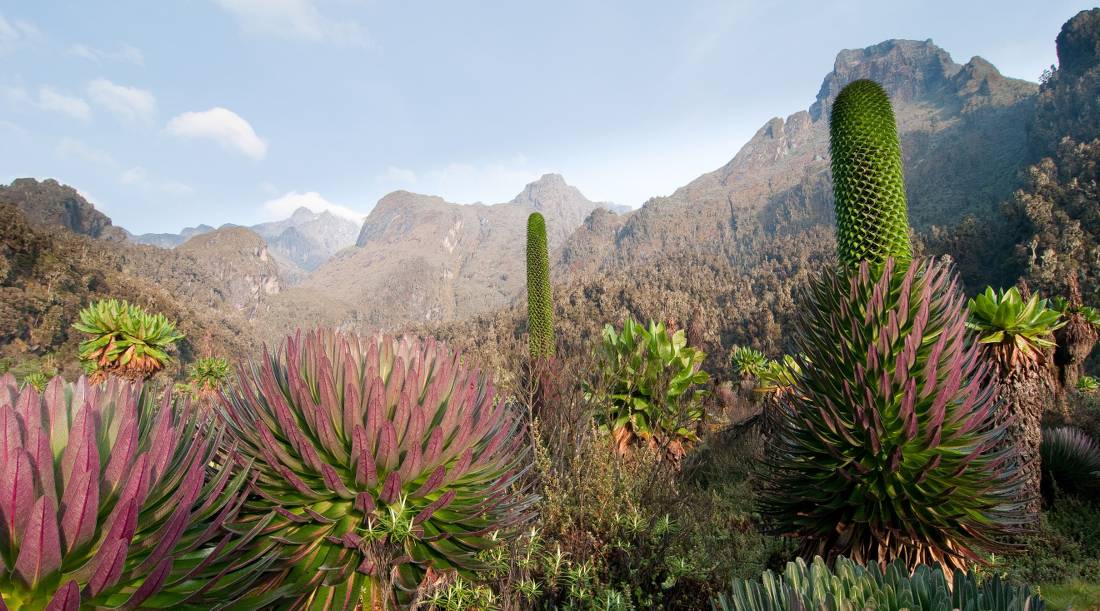 Giant Groundsels and Lobelia Giants in Uganda's Rwenzori Mountains |  <i>Juniors Bildarchiv GmbH</i>