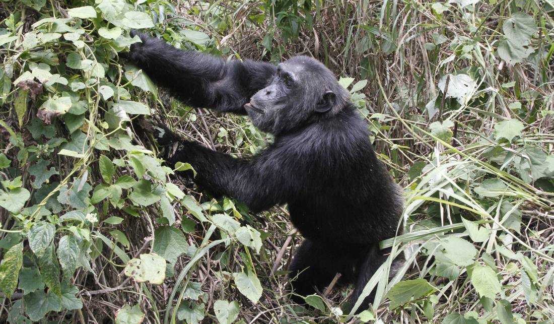A male chimp in Kabale Forest National Park | <i>Ian Williams</i>