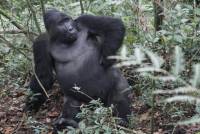 A silverback gorilla in Bwindi National Park |  <i>Ian Williams</i>