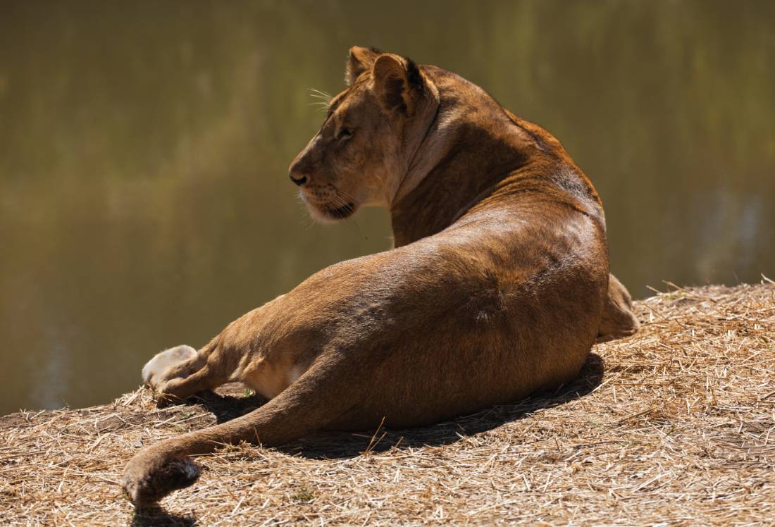 Lazing around | <i>Peter Walton</i>