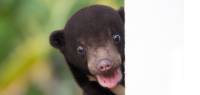 A young bear tentatively peeks around a wall to see what's happening |  <i>Alex Cearns</i>