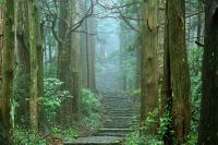 Misty morning hiking the Kumano Kodo