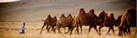 A young Mongolian boy herds Bactrian camels |  <i>Cam Cope</i>