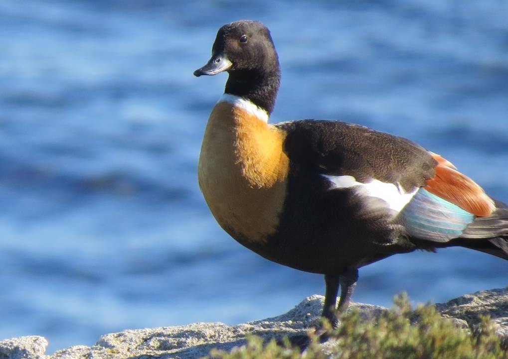 Australian Shelduck, Cape Leeuwin WA | <i>Nicolas Cary</i>