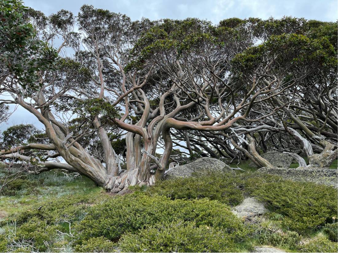 Incredible nature scenes in Kosciuszko National Park