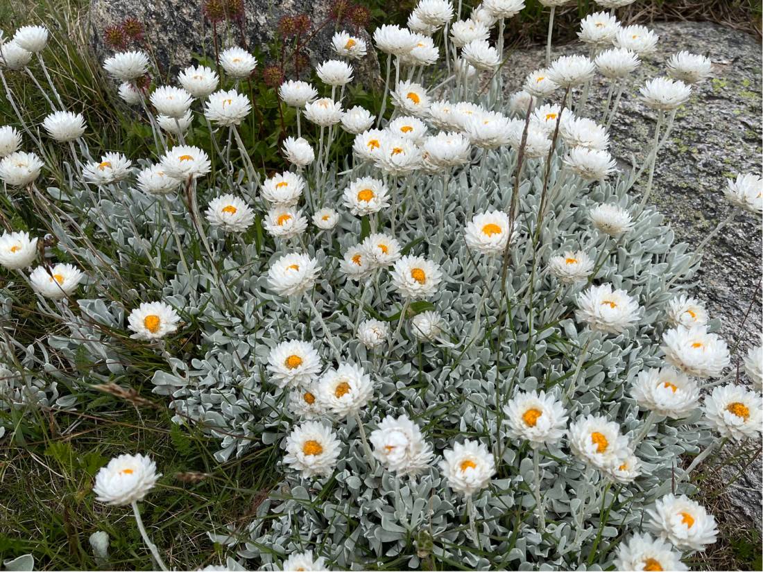 Wildflowers in Kosciuszko National Park