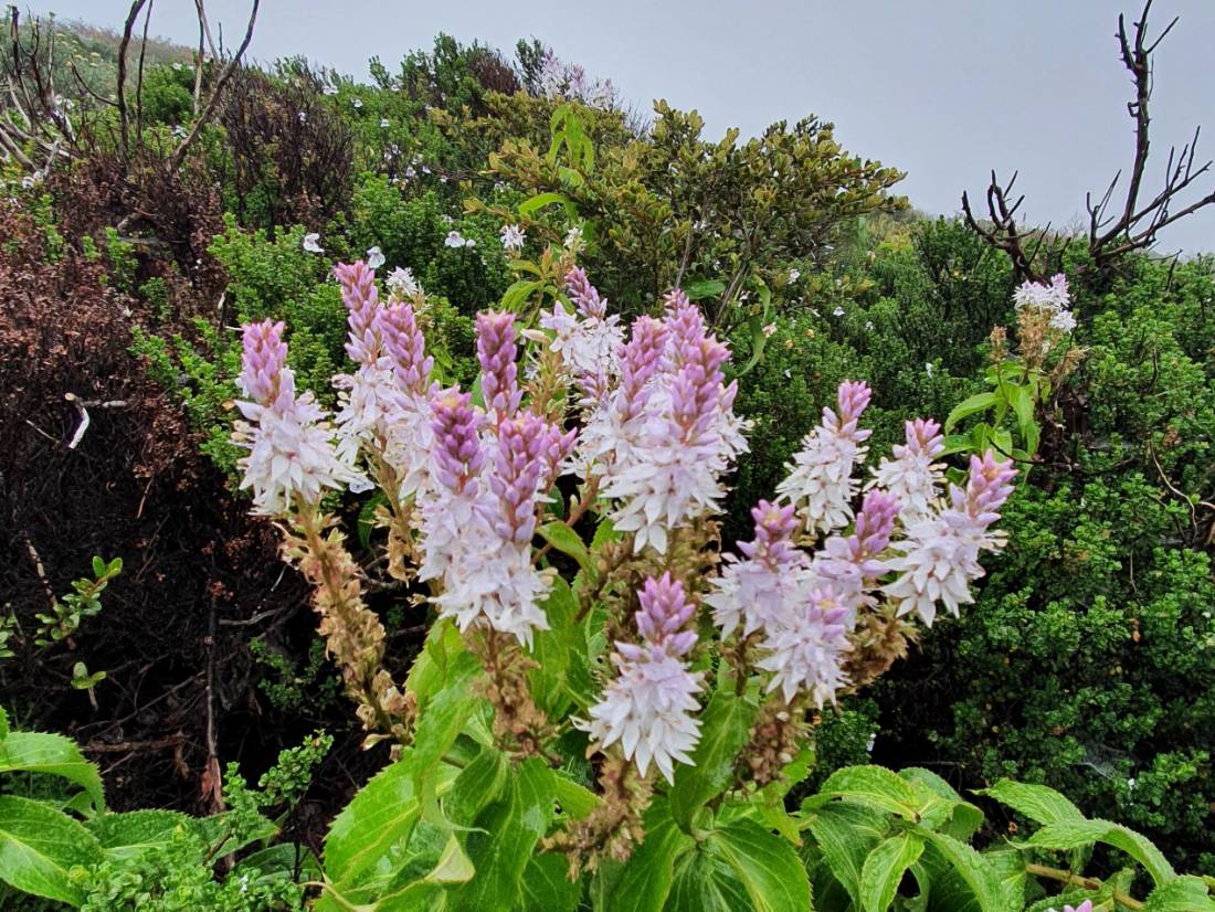 Wildflowers in Kosciuszko National Park wilderness |  <i>Zuzanna Kania</i>