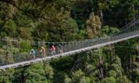 Fully immerse yourself in North Island native bush. |  <i>StudioZag.com</i>