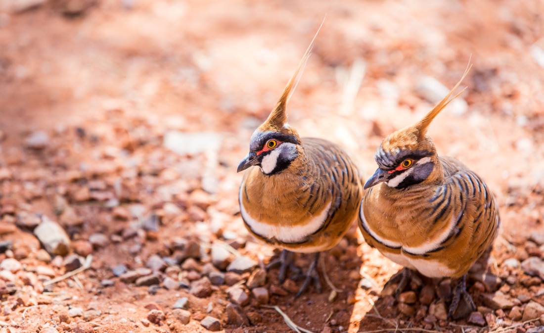 Birds of the outback in the Red Centre are highly specialised species. These are Spinifex Pigeons | <i>Gavin Yeates</i>