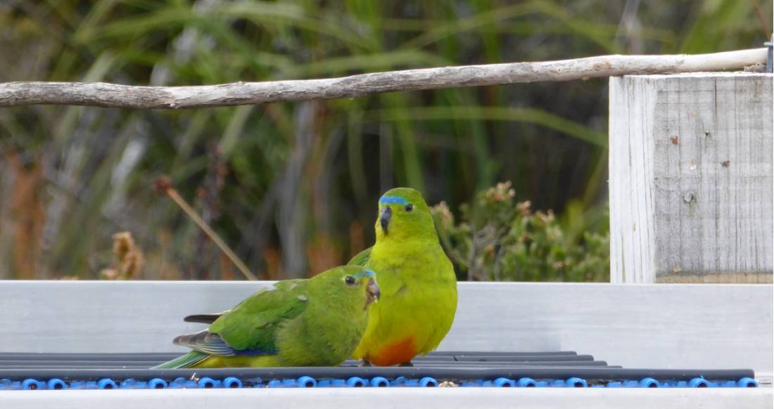 Orange-bellied Parrots | <i>Sylvia Ernst</i>