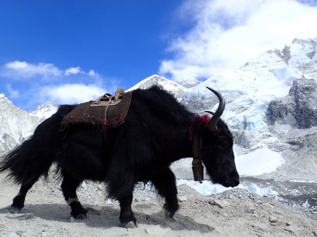 Yak sighting at Everest Base Camp | <i>Sally Dobromilsky</i>