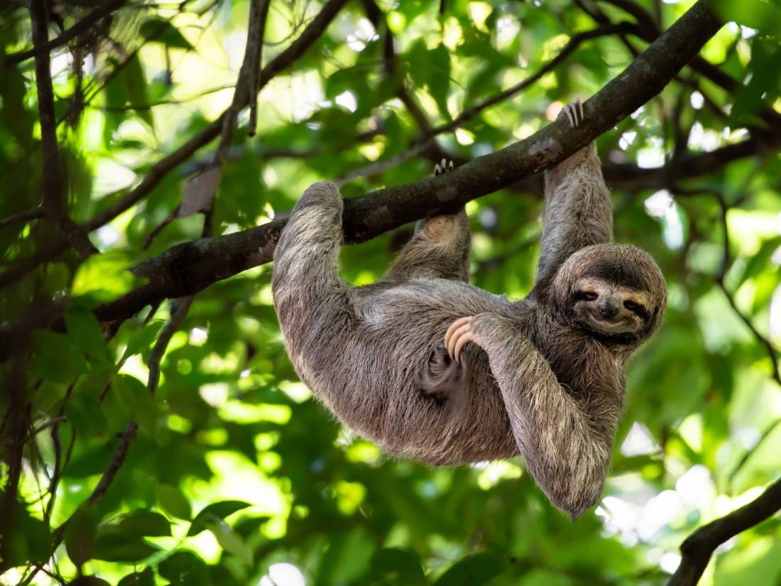 A cute sloth enjoying a belly scratch in the Costa Rican rainforest