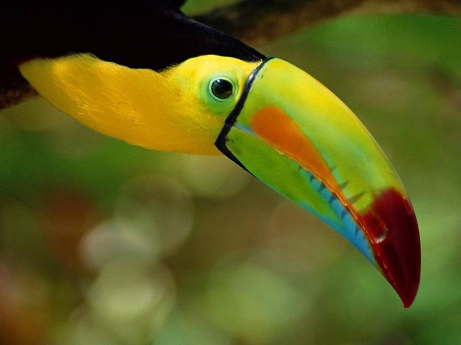 The colourful toucan is an icon of South and Central America