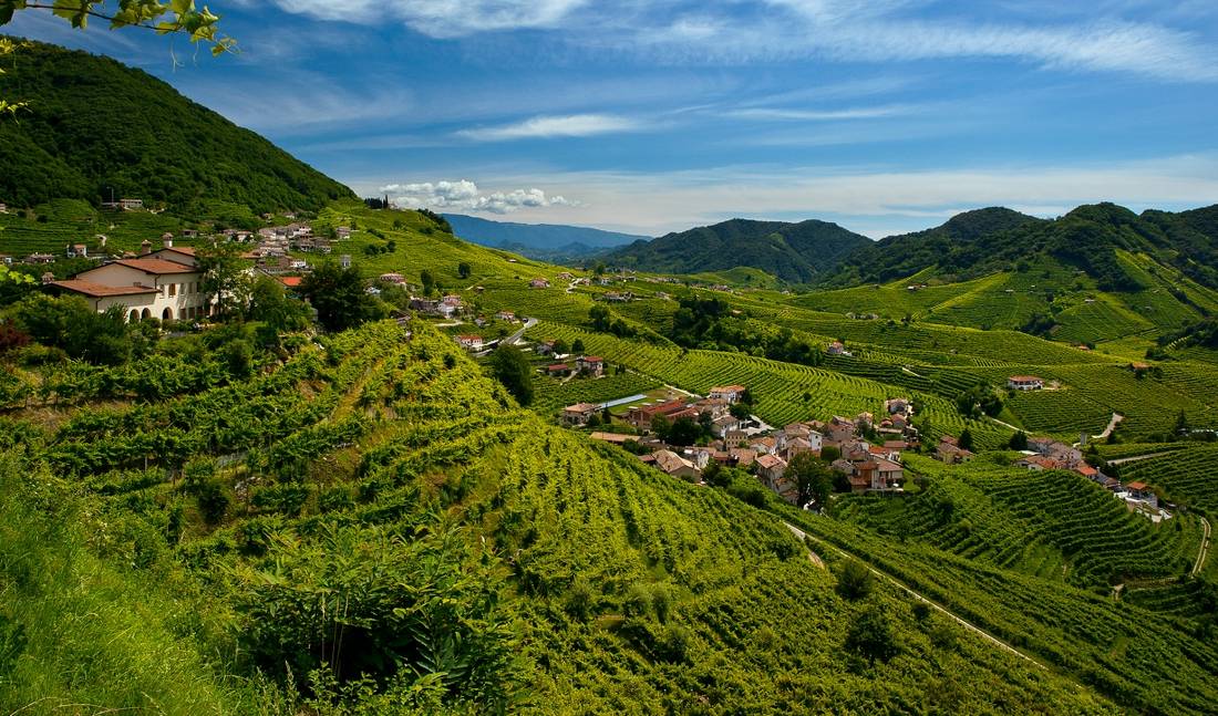 Vineyards of Prosecco