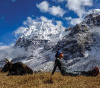Basking in the sun in Lhonak, Kanchenjunga. -  Photo: Michelle Landry