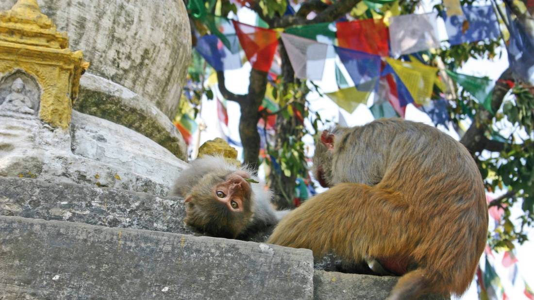 The Monkey Temple, Kathmandu |  Gerry Walsh