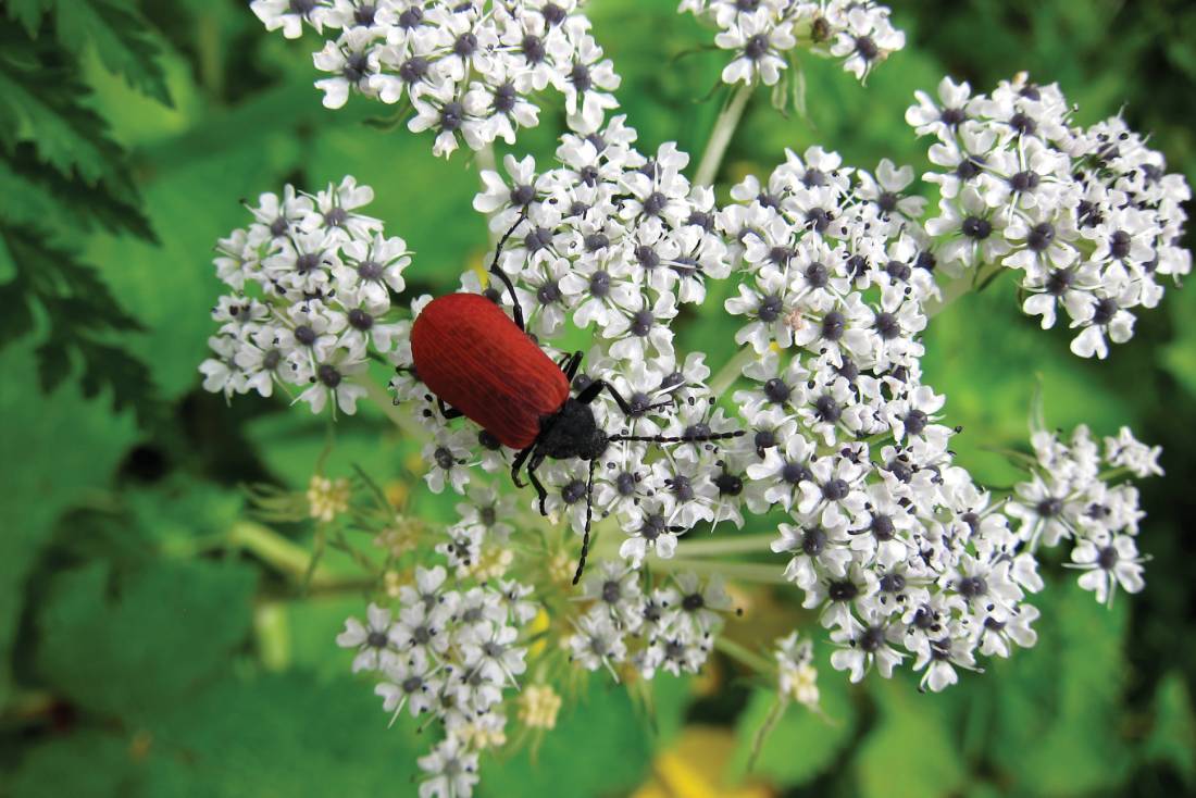 Wildflowers in the Langtang region |  <i>Soren Kruse Ledet</i>