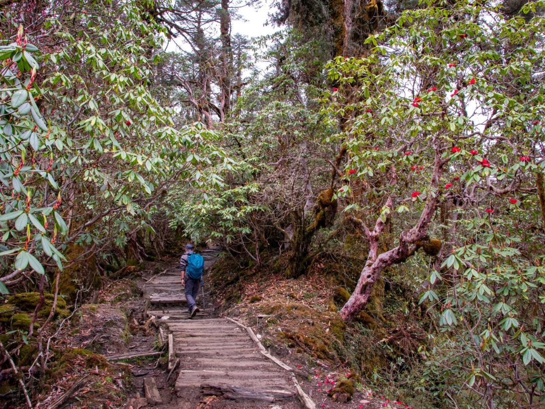Hiking through Sikkim's rhododendron forests towards Dzongri