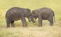Orphan baby elephants in Udawalawe, Sri Lanka |  <i>Houndstooth Studio by Alex Cearns</i>