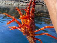 It doesn't get much fresher than this on your Tastes of Tasmania trip with Peter Kuruvita |  <i>Peter Kuruvita</i>