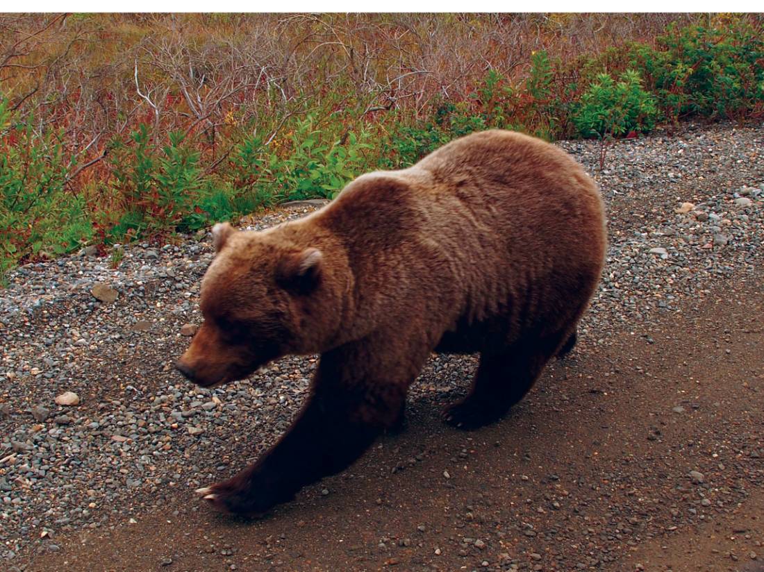 Up close and personal with Grizzly Bear |  <i>Jake Hutchins</i>
