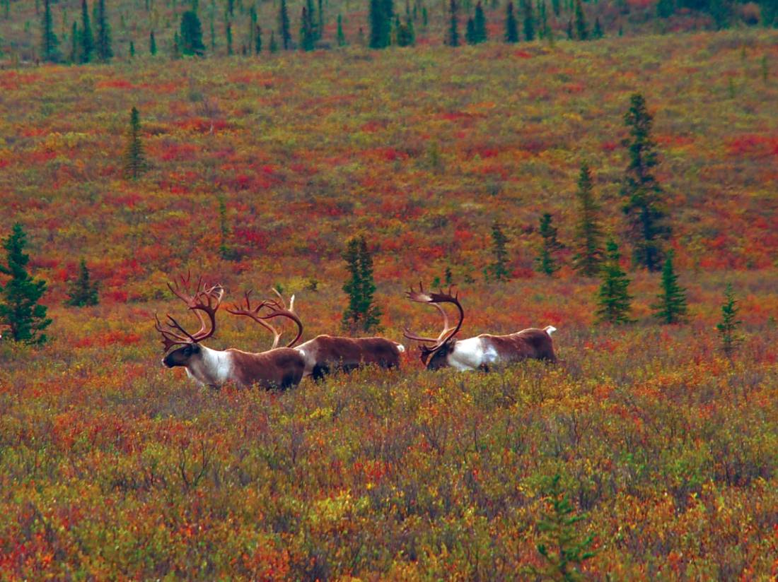 Native Caribou enjoying the sunshine |  <i>Jake Hutchins</i>