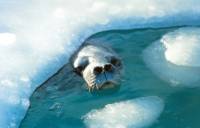 A curious seal |  <i>Sue Werner</i>
