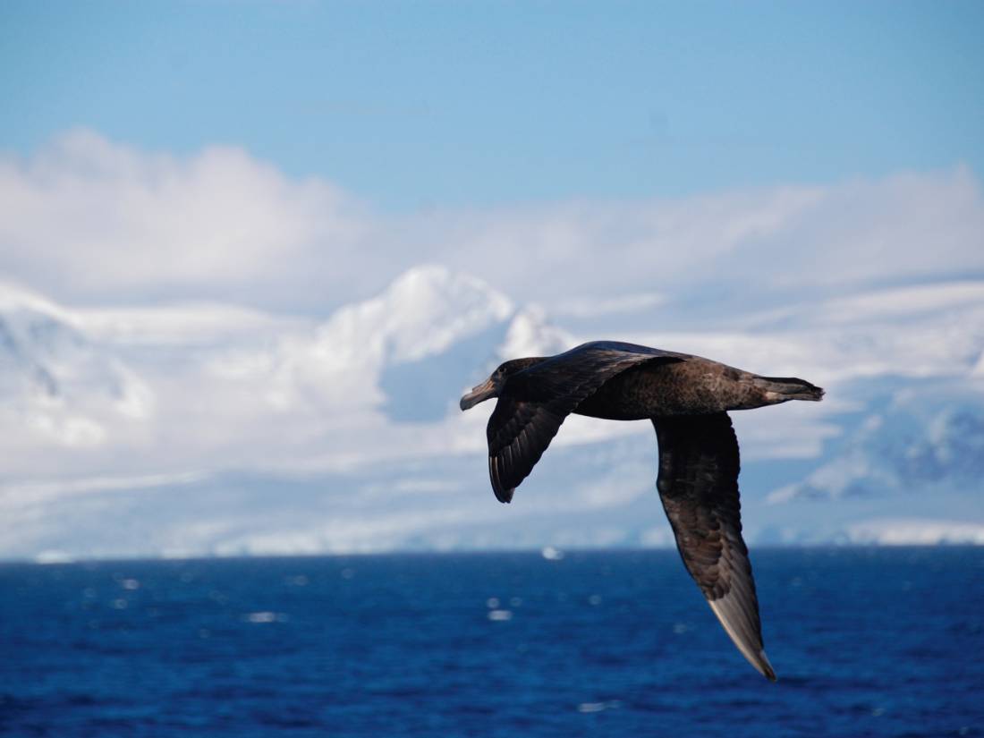 A giant petrel soars alongside a boat in Antarctica |  <i>Eve Ollington</i>