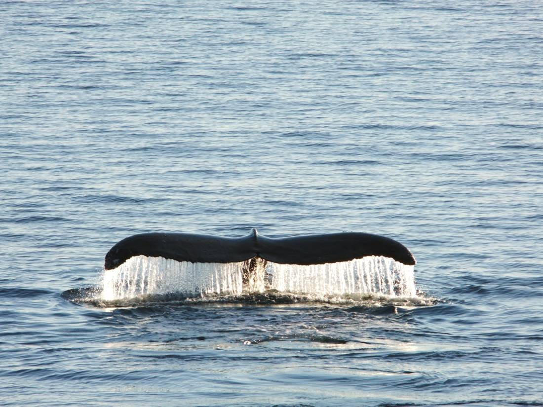 Spectacular encounters in Antarctica