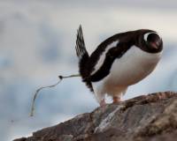 Gentoo poo |  <i>Alex Cearns Houndstooth Studio</i>