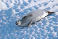 A Crabeater seal relaxes on an iceberg, Antarctica |  <i>Eve Ollington</i>