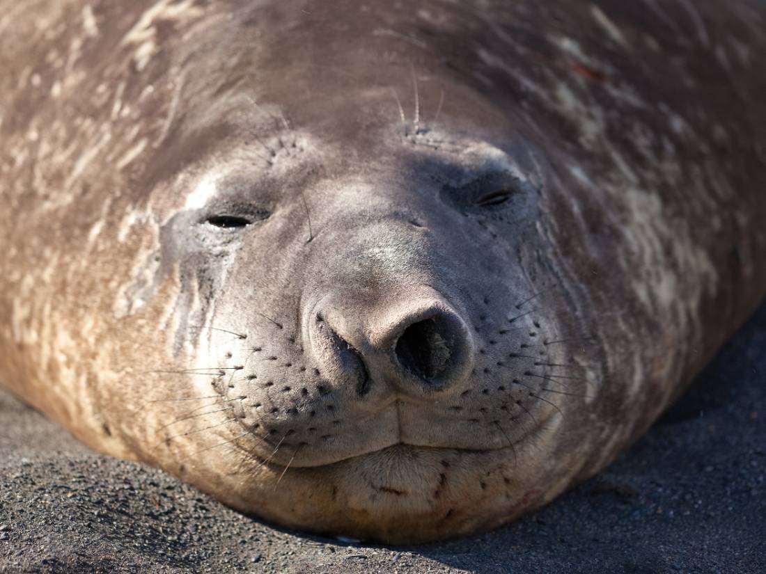 Elephant Seal on South Georgia |  <i>Peter Walton</i>
