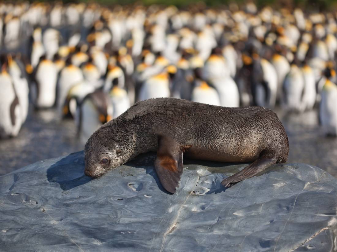 A young fur seal basks in the sun in South Georgia |  <i>Peter Walton</i>