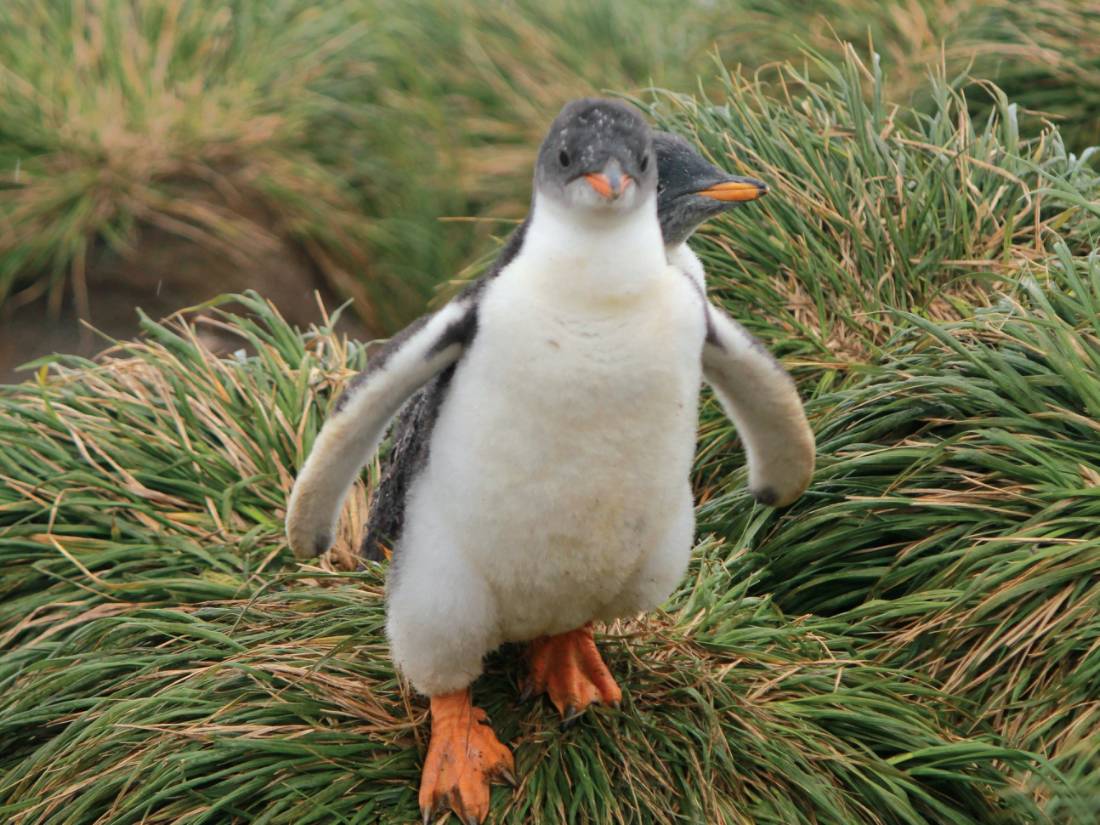 Gentoo Penguins make their way to the rookery |  <i>Rachel Imber</i>
