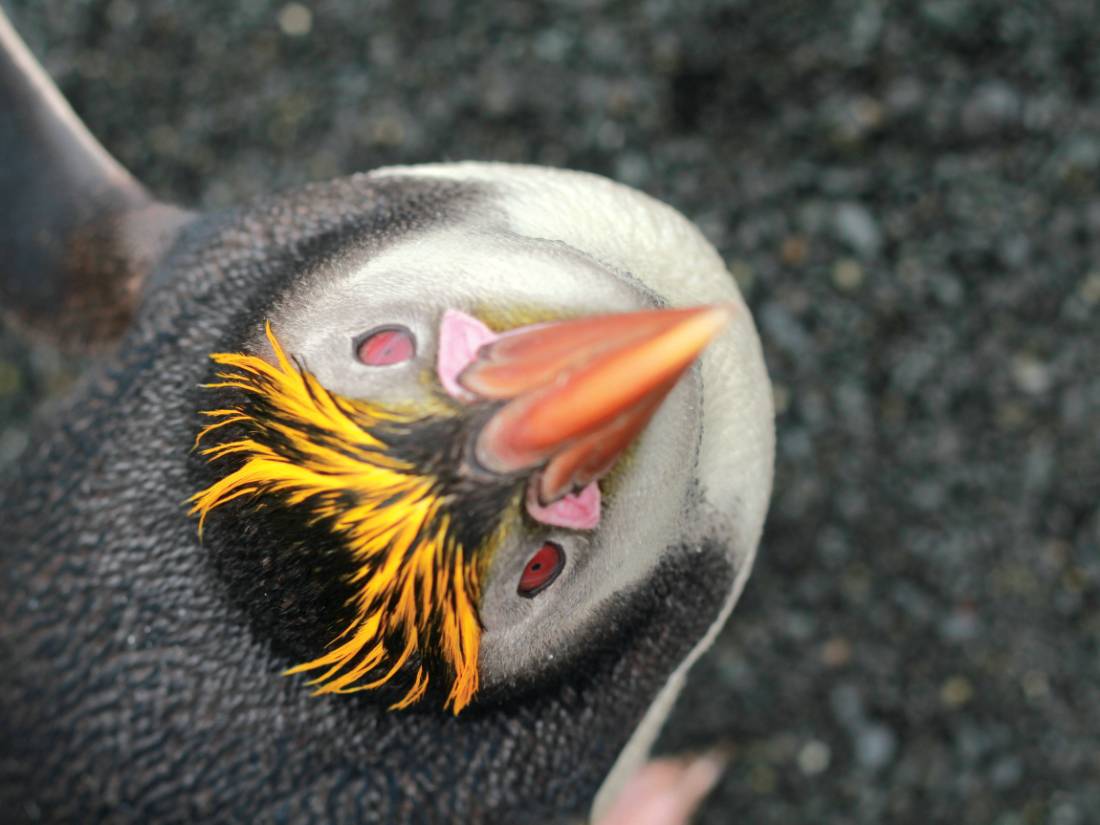 Curious Royal Penguin on Macquarie Island |  <i>Rachel Imber</i>