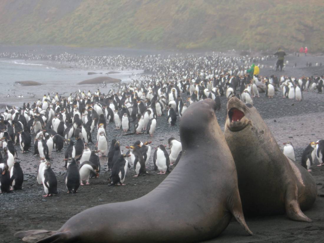 Juvenile elephant seals having a little dispute |  <i>Rachel Imber</i>