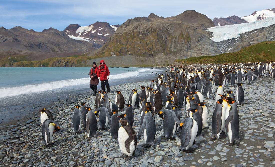 King Penguins on South Georgia |  <i>Peter Walton</i>