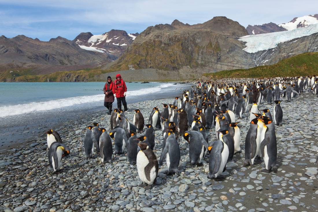 King Penguins on South Georgia |  <i>Peter Walton</i>
